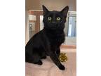 Lolly, Domestic Shorthair For Adoption In Lincoln, Nebraska