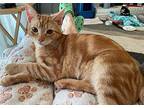 Sunshine, Domestic Shorthair For Adoption In Lexington, North Carolina