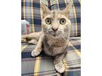 Krystal, Domestic Shorthair For Adoption In Sandusky, Ohio