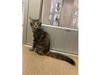 Anna, Domestic Mediumhair For Adoption In Lincoln, Nebraska