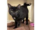 Dot, Domestic Shorthair For Adoption In Lincoln, Nebraska