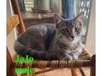 Gray Tabby Winter Collection, Domestic Mediumhair For Adoption In Salem