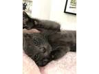 Earl Grey, Domestic Longhair For Adoption In Savannah, Georgia