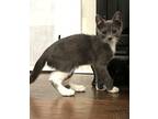 Chai, Domestic Longhair For Adoption In Savannah, Georgia