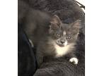 Oolong, Domestic Longhair For Adoption In Savannah, Georgia