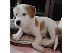 Puppy Happy Hobie, Parson Russell Terrier For Adoption In Salem, New Hampshire