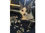 spidey*, Domestic Shorthair For Adoption In Salt Lake City, Utah