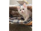 Lasagna, Domestic Shorthair For Adoption In Salt Lake City, Utah