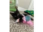 Linguini, Domestic Shorthair For Adoption In Salt Lake City, Utah