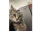 hermoine*, Domestic Mediumhair For Adoption In Salt Lake City, Utah
