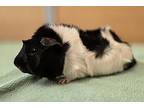 Walter, Guinea Pig For Adoption In Monterey, California