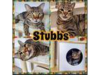 Stubbs, Domestic Shorthair For Adoption In Clarksville, Tennessee