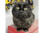 Salem, Scottish Fold For Adoption In Island Lake, Illinois