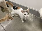 Phoebe Buffay, Domestic Shorthair For Adoption In Clarksville, Tennessee