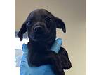 Boba, Dachshund For Adoption In Monterey, California