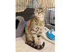 Rhya, Domestic Shorthair For Adoption In Keswick, Ontario