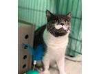 Truth, Domestic Mediumhair For Adoption In Keswick, Ontario