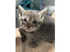 Ruby* / Fl-10, Domestic Shorthair For Adoption In Pomona, California