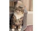 Adrian, Maine Coon For Adoption In Parlier, California