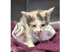 Marmalade* / Fl-23, Domestic Shorthair For Adoption In Pomona, California