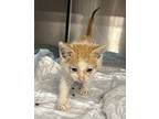 Butter* / Fl-27, Domestic Shorthair For Adoption In Pomona, California