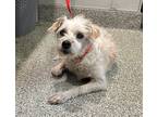 Dixie*, Terrier (unknown Type, Medium) For Adoption In Pomona, California