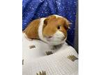 Butterscotch, Guinea Pig For Adoption In Oakland, New Jersey