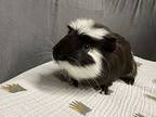 Rocky, Guinea Pig For Adoption In Oakland, New Jersey