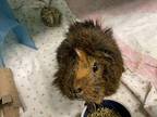 Herbie, Guinea Pig For Adoption In Oakland, New Jersey