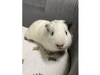 Pebble, Guinea Pig For Adoption In Oakland, New Jersey