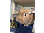 Goldie, Lop-eared For Adoption In Oakland, New Jersey