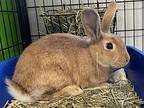 Kirby, American For Adoption In Oakland, New Jersey