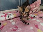 Waffle (orange), Domestic Shorthair For Adoption In Battle Ground, Washington