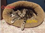 Omelet (red), Domestic Shorthair For Adoption In Battle Ground, Washington