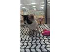 Wanda, Domestic Shorthair For Adoption In Parker, Colorado