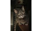 Pistachio, Domestic Shorthair For Adoption In Battle Ground, Washington