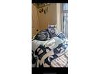 Madame Adelaide, Domestic Shorthair For Adoption In Goodyear, Arizona