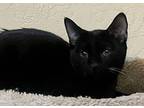 Santa Clara, Domestic Shorthair For Adoption In Goodyear, Arizona