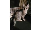 Orange Popoki, Domestic Shorthair For Adoption In Battle Ground, Washington