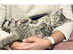 Apollonia, Domestic Shorthair For Adoption In Palatine, Illinois