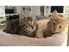 Dill Pickle, Domestic Mediumhair For Adoption In Palatine, Illinois