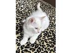 Alaska, Siamese For Adoption In Goodyear, Arizona