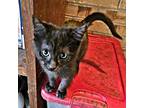 Marcie, Domestic Shorthair For Adoption In Rutherfordton, North Carolina