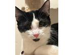 Blythe, Domestic Shorthair For Adoption In Goodyear, Arizona