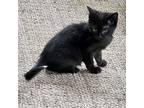 Billie, Domestic Shorthair For Adoption In Rutherfordton, North Carolina