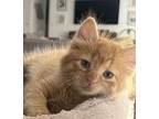 Jack, Domestic Longhair For Adoption In Palatine, Illinois