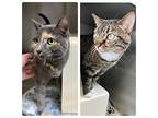 Zara And Lestat, Domestic Shorthair For Adoption In Stillwater, Oklahoma