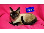 Maya, Siamese For Adoption In Jessup, Maryland