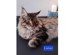 Autumn, Maine Coon For Adoption In Jessup, Maryland