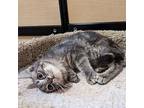 Ash, Domestic Shorthair For Adoption In Rowlett, Texas